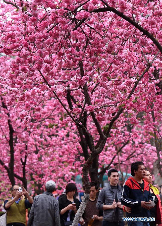 CHINA-KUNMING-CHERRY BLOSSOM (CN)