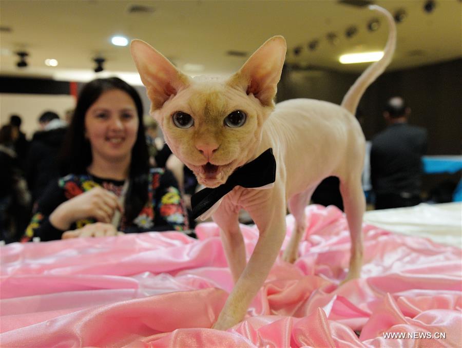 About 200 cats of some 20 breeds from 7 countries took part in the exhibition