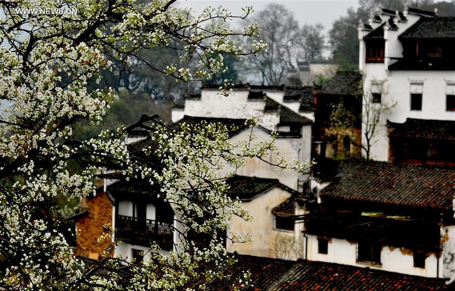 #CHINA-SPRING-SCENERY(CN)