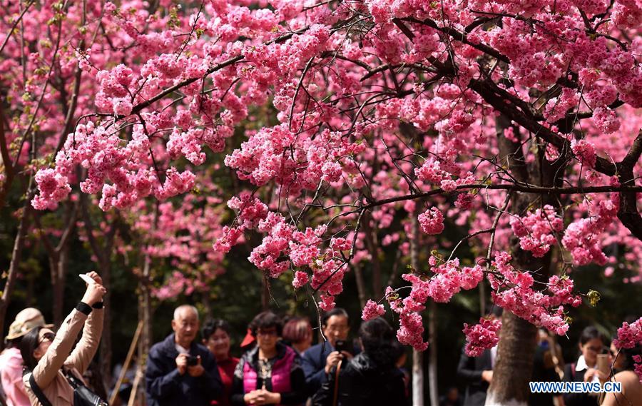 CHINA-KUNMING-CHERRY BLOSSOM (CN)