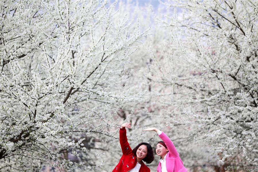 #CHINA-SPRING-SCENERY(CN)