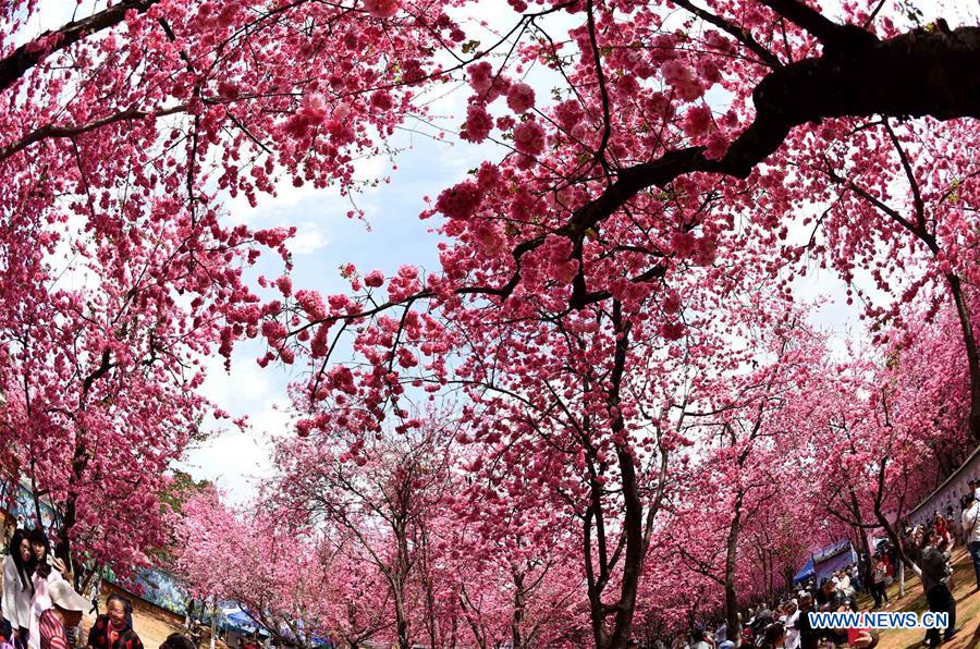 CHINA-KUNMING-CHERRY BLOSSOM (CN)