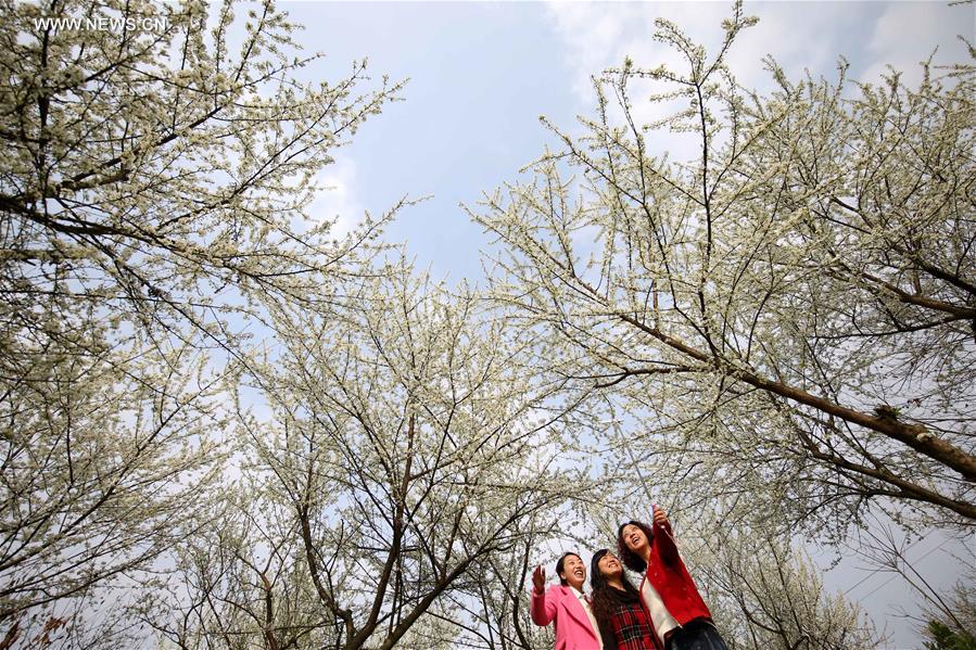 #CHINA-SPRING-SCENERY(CN)