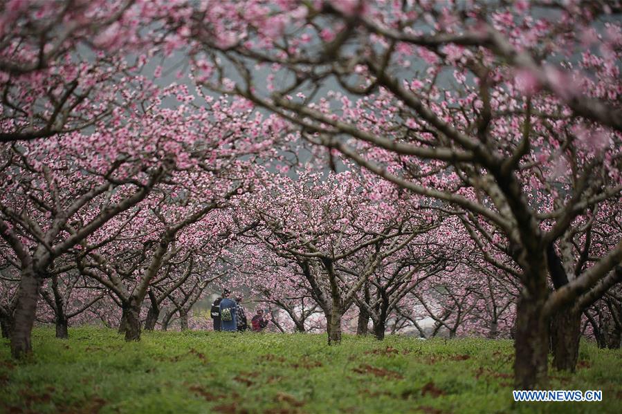 #CHINA-SPRING-SCENERY(CN)