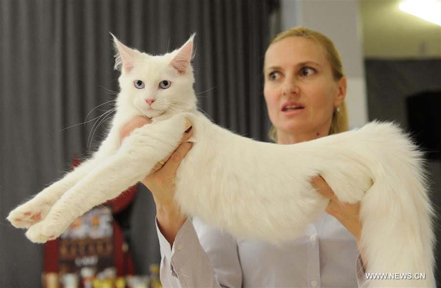 About 200 cats of some 20 breeds from 7 countries took part in the exhibition