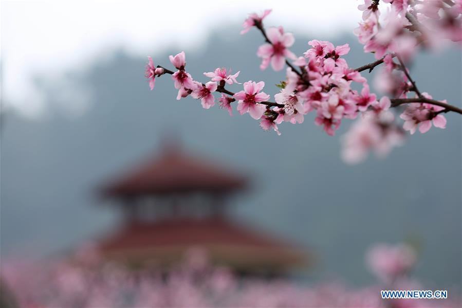 #CHINA-SPRING-SCENERY(CN)