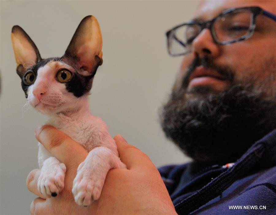 About 200 cats of some 20 breeds from 7 countries took part in the exhibition