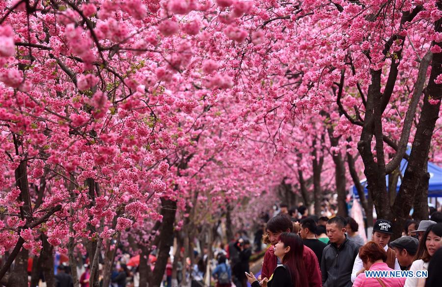 CHINA-KUNMING-CHERRY BLOSSOM (CN)