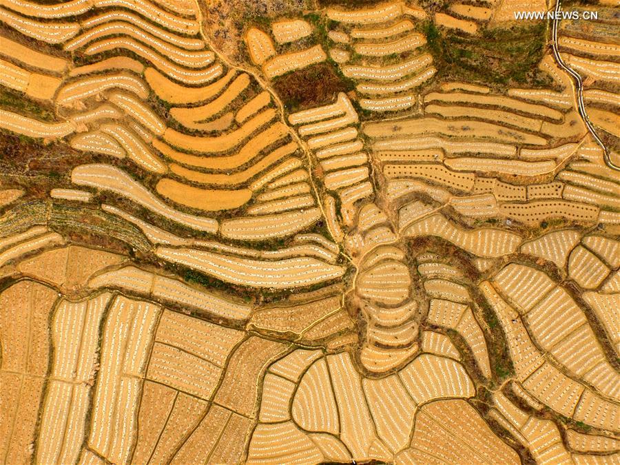 CHINA-GUANGXI-BAISE-WATERMELON TERRACES (CN)