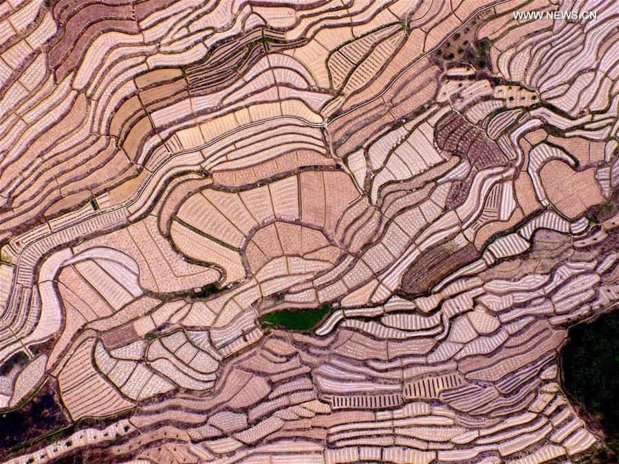 CHINA-GUANGXI-BAISE-WATERMELON TERRACES (CN)