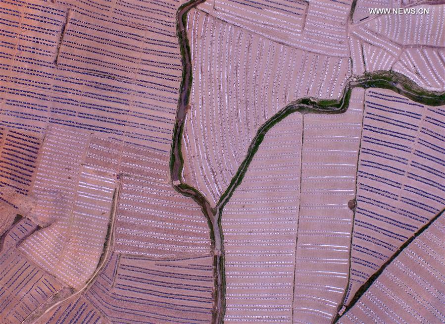 CHINA-GUANGXI-BAISE-WATERMELON TERRACES (CN)