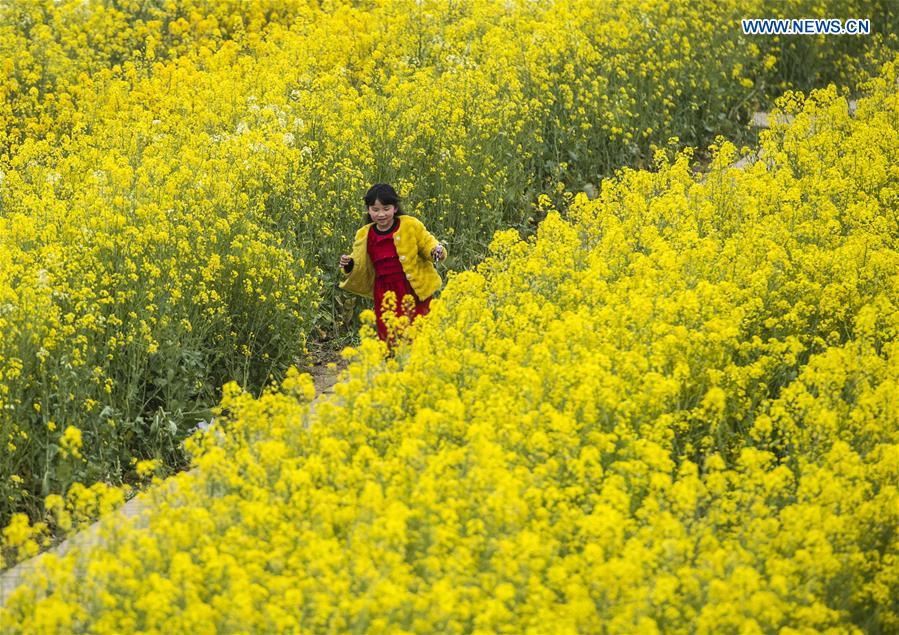 CHINA-HUBEI-WUHAN-RAPE FLOWERS(CN)