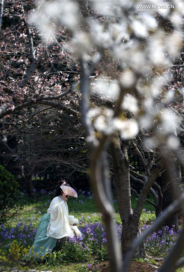 CHINA-NANJING-CHERRY BLOSSOM (CN)