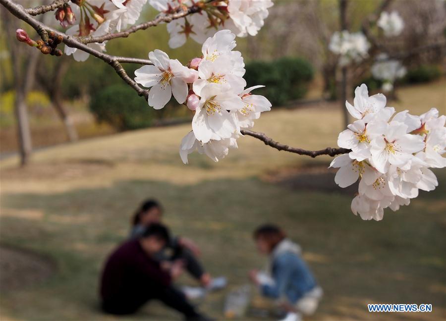 Visitors walk on a plank road surrounded by cherry blossom at Gucun Park in Shanghai, east China, March 16, 2016.