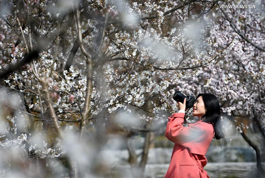 CHINA-NANJING-CHERRY BLOSSOM (CN)