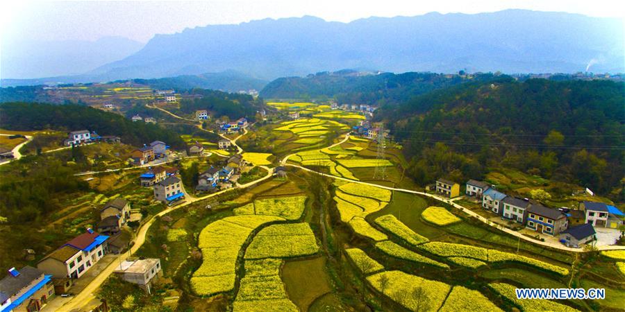 Photo taken on March 16, 2016 shows peach blossoms in the fields at Chahe Village of Luzhou City, southwest China's Sichuan Province. 