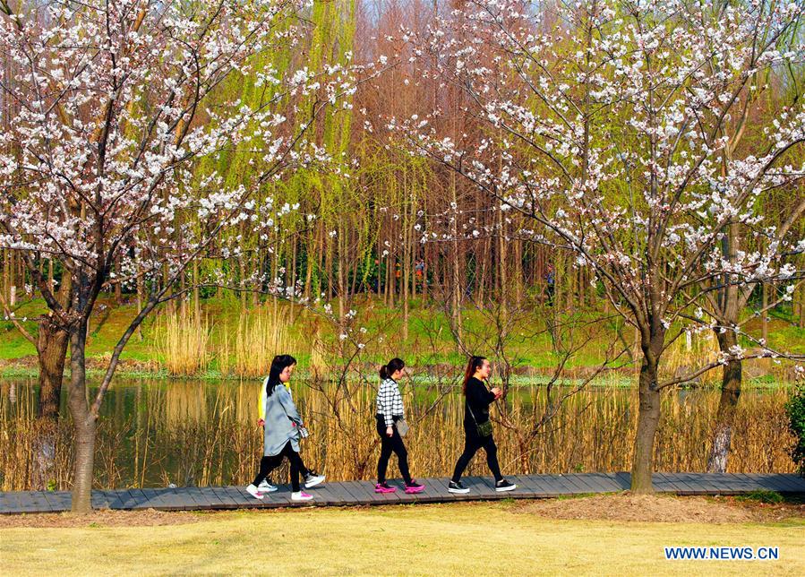 Visitors walk on a plank road surrounded by cherry blossom at Gucun Park in Shanghai, east China, March 16, 2016.