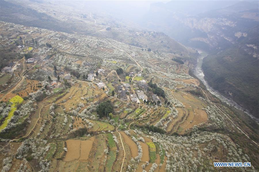 Photo taken on March 16, 2016 shows peach blossoms in the fields at Chahe Village of Luzhou City, southwest China's Sichuan Province. 