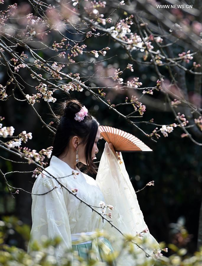 CHINA-NANJING-CHERRY BLOSSOM (CN)