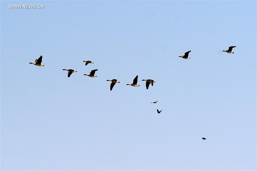 CHINA-JILIN-MIGRANT BIRDS-GEESE(CN)