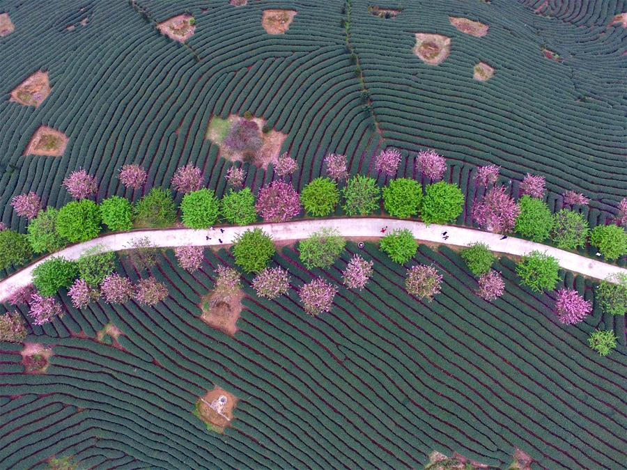 CHINA-FUJIAN-ZHANGPING-TEA GARDEN-CHERRY BLOSSOM (CN)