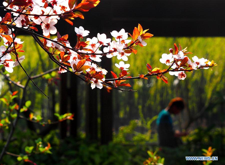 Visitors walk on a plank road surrounded by cherry blossom at Gucun Park in Shanghai, east China, March 16, 2016.