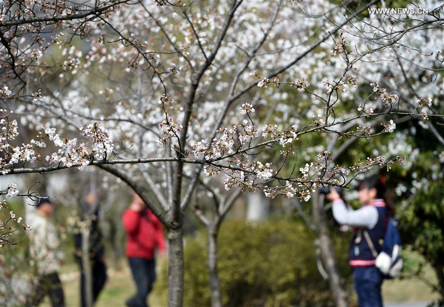 CHINA-NANJING-CHERRY BLOSSOM (CN)