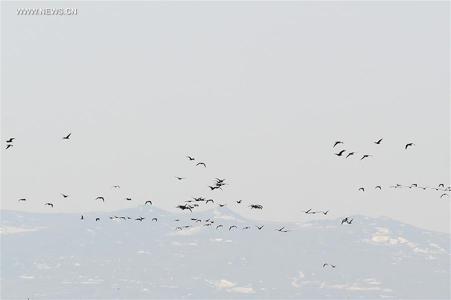 CHINA-JILIN-MIGRANT BIRDS-GEESE(CN)