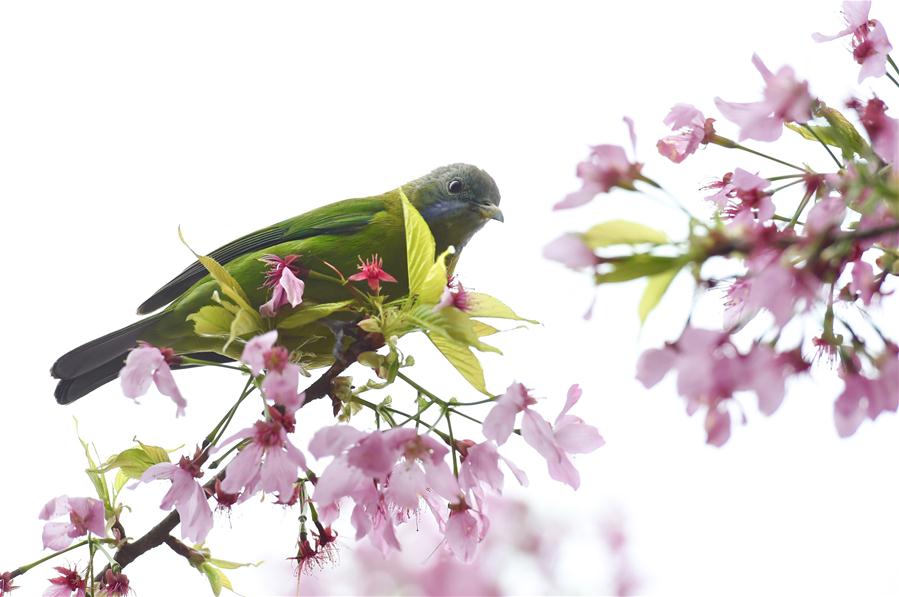 CHINA-FUJIAN-ZHANGPING-TEA GARDEN-CHERRY BLOSSOM (CN)