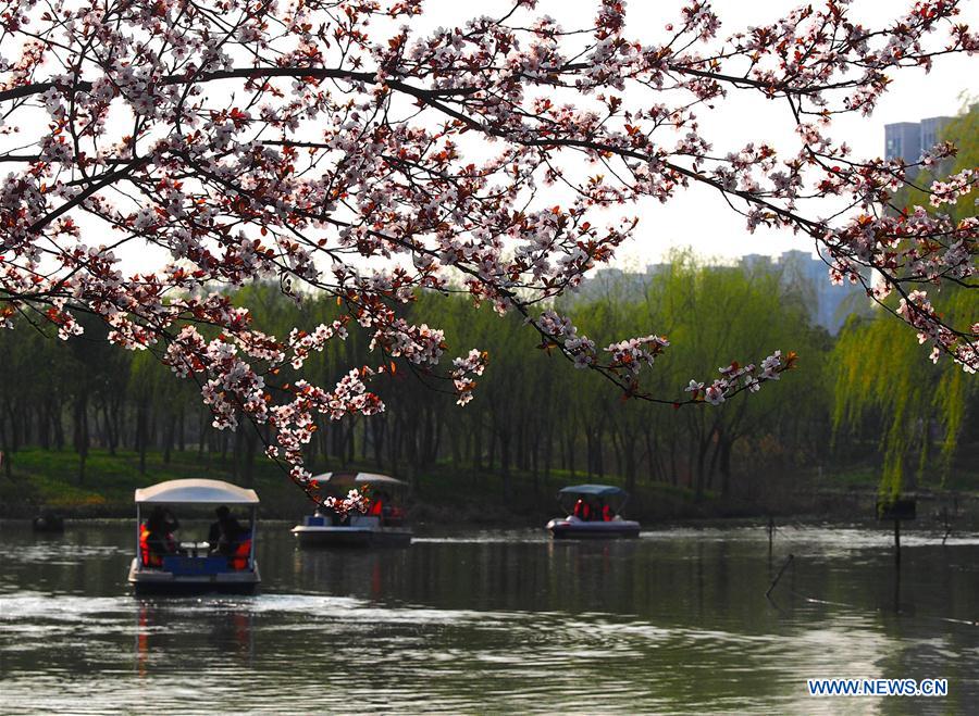 Visitors walk on a plank road surrounded by cherry blossom at Gucun Park in Shanghai, east China, March 16, 2016.