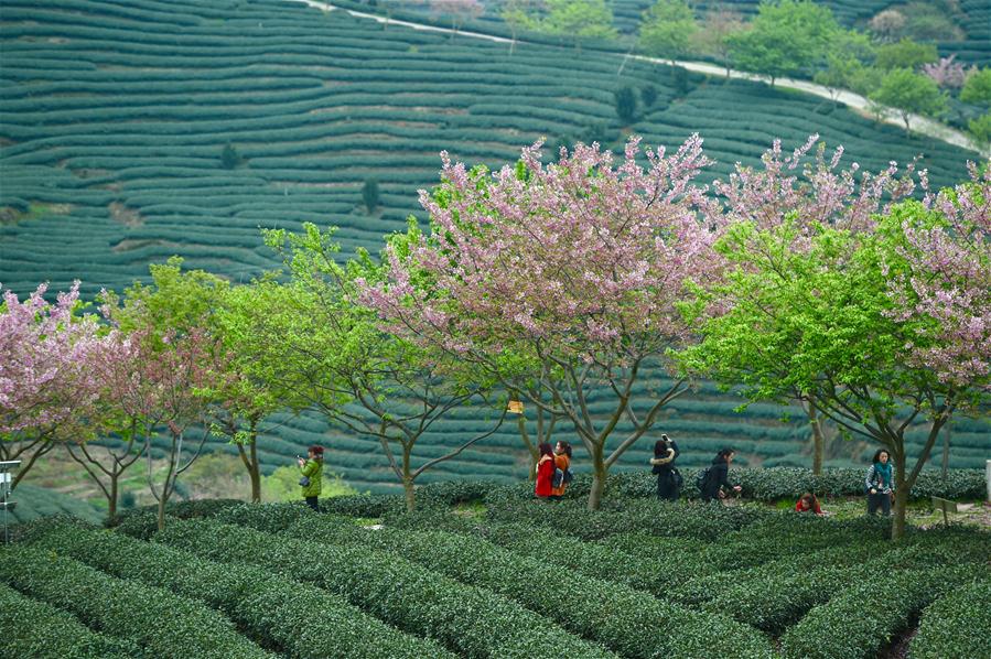 CHINA-FUJIAN-ZHANGPING-TEA GARDEN-CHERRY BLOSSOM (CN)