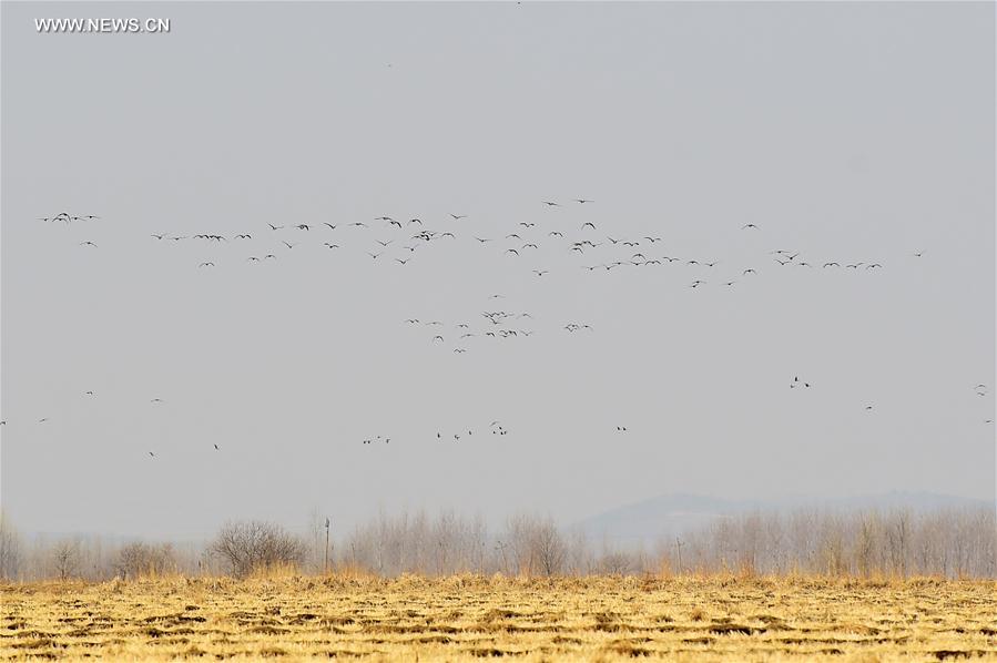 CHINA-JILIN-MIGRANT BIRDS-GEESE(CN)