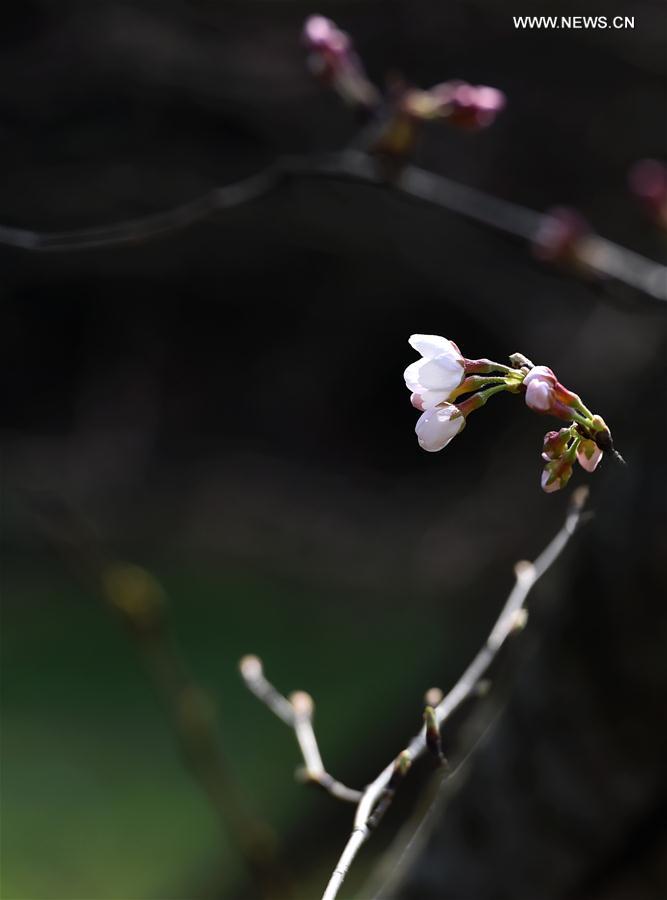 CHINA-NANJING-CHERRY BLOSSOM (CN)