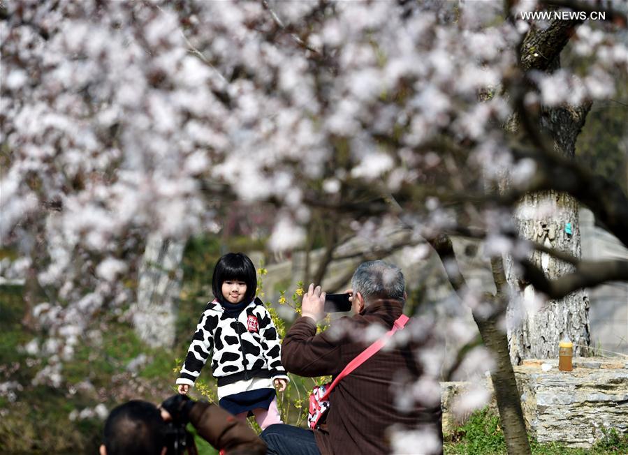 CHINA-NANJING-CHERRY BLOSSOM (CN)