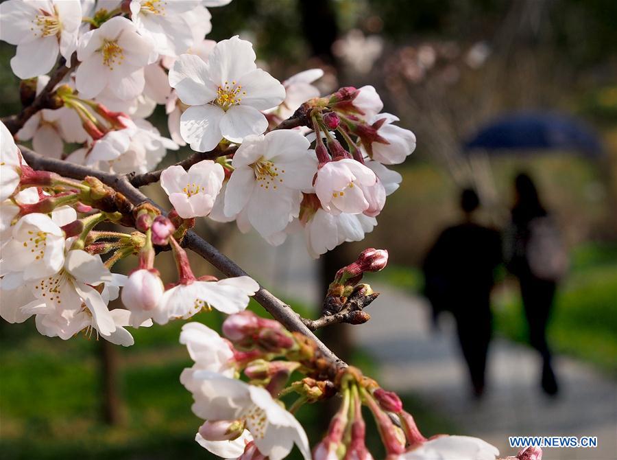 Visitors walk on a plank road surrounded by cherry blossom at Gucun Park in Shanghai, east China, March 16, 2016.