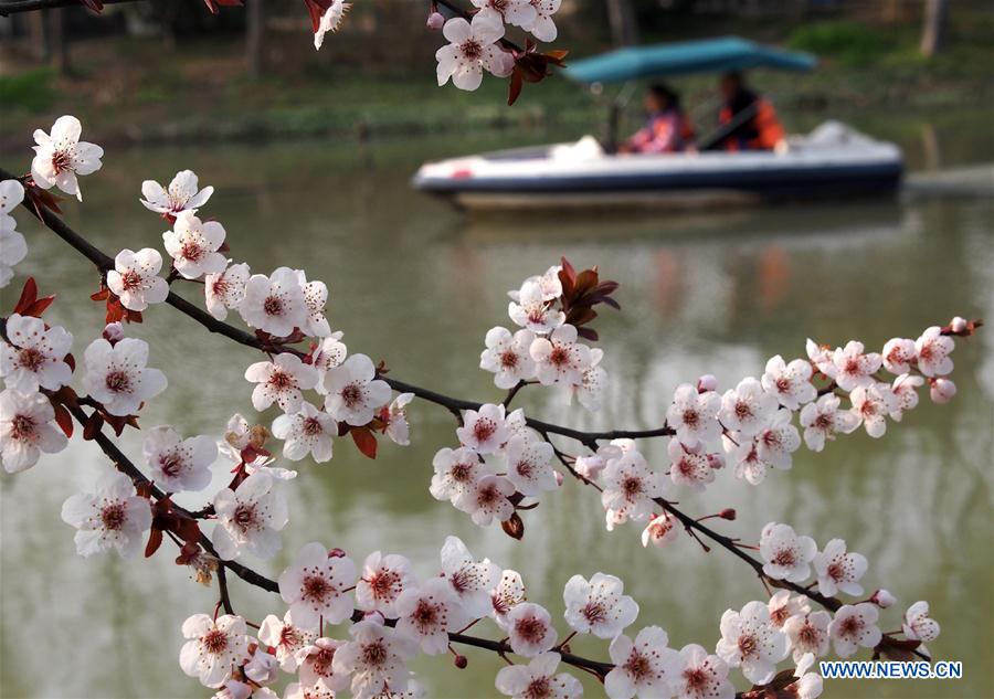 Visitors walk on a plank road surrounded by cherry blossom at Gucun Park in Shanghai, east China, March 16, 2016.