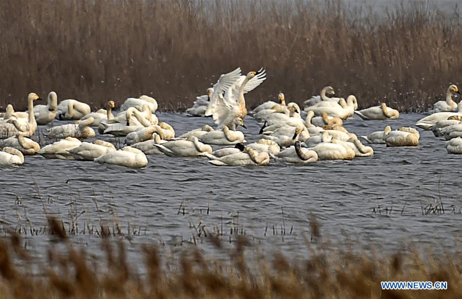 Swans are seen at Beidagang Wetland in Binhai District of Tianjin, north China, March 17. 2016. 