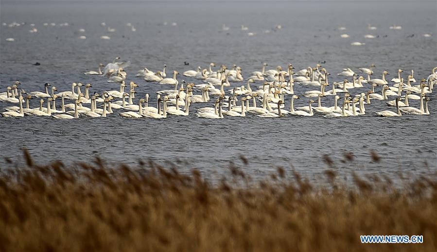 Swans are seen at Beidagang Wetland in Binhai District of Tianjin, north China, March 17. 2016. 