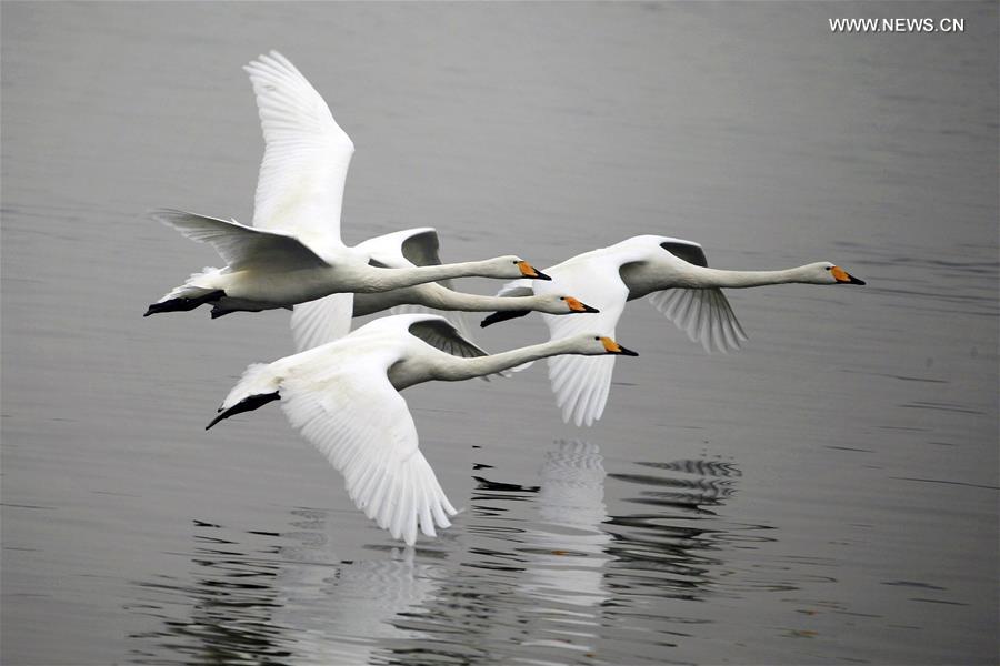 #CHINA-JIANGSU-HUAI'AN-SWAN (CN)