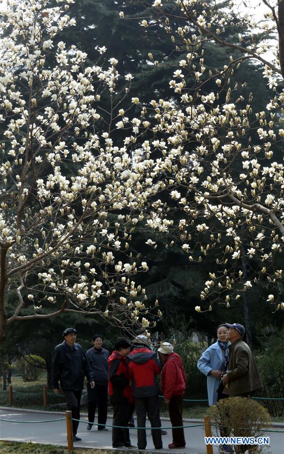 The Yulan magnolia flowers are seen in full blossom in Baihua Park in Jinan, capital of east China's Shandong Province, March 17, 2016. 