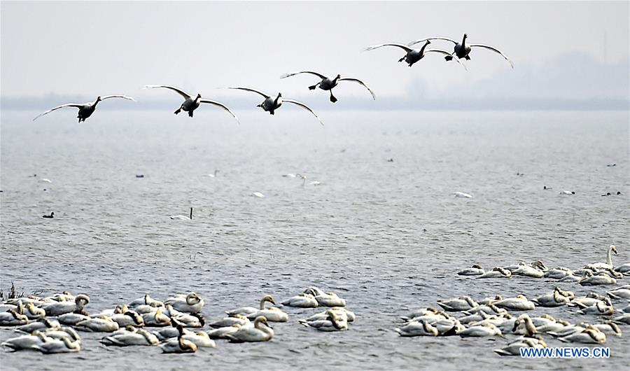 Swans are seen at Beidagang Wetland in Binhai District of Tianjin, north China, March 17. 2016. 