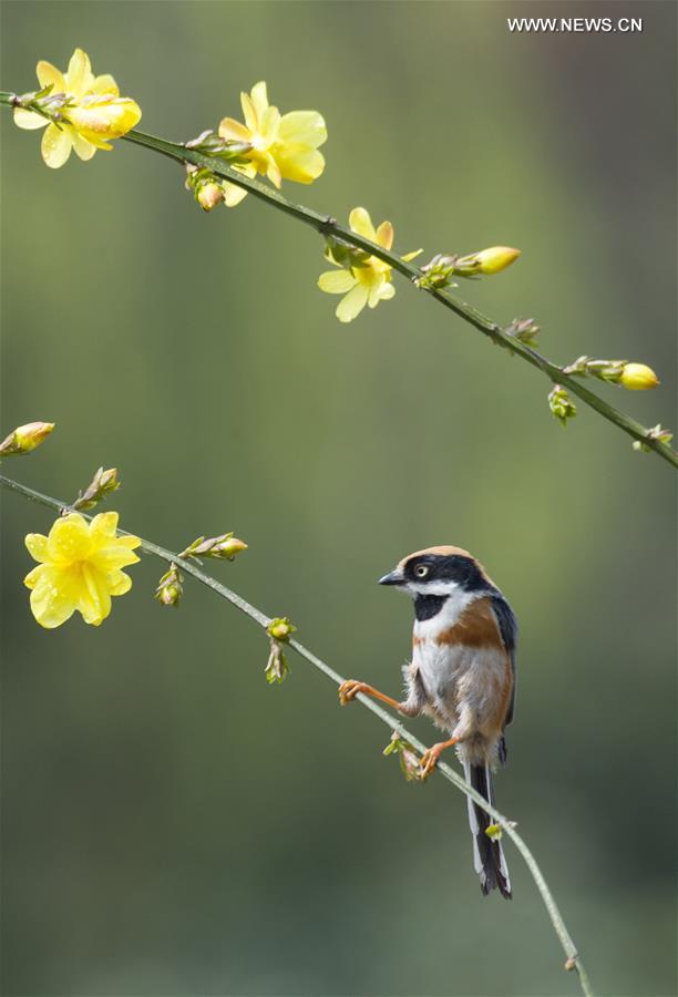 #CHINA-JIANGSU-WUXI-BIRD-SPRING (CN)