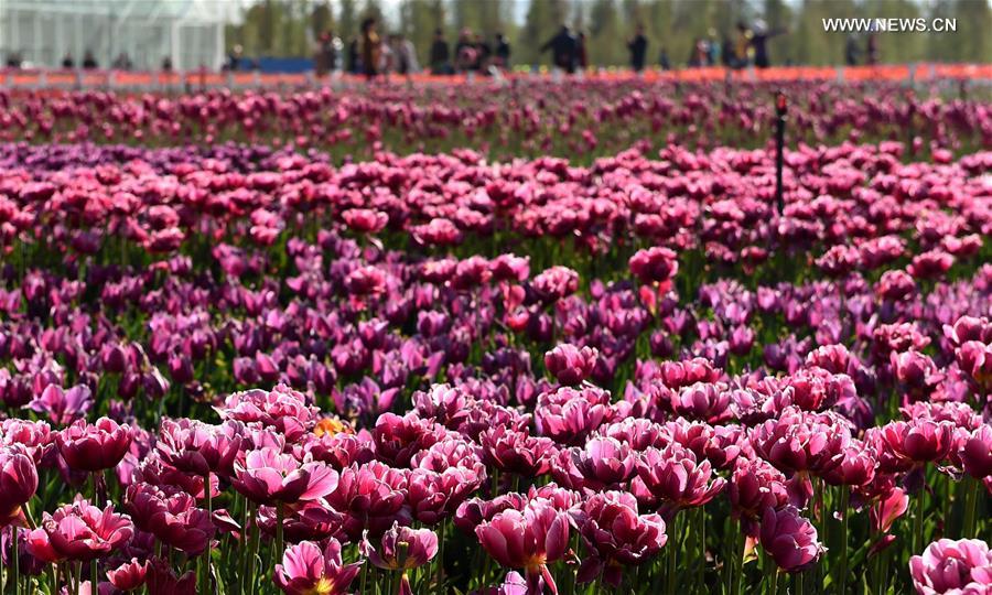 CHINA-YUNNAN-KUNMING-TULIPS(CN)