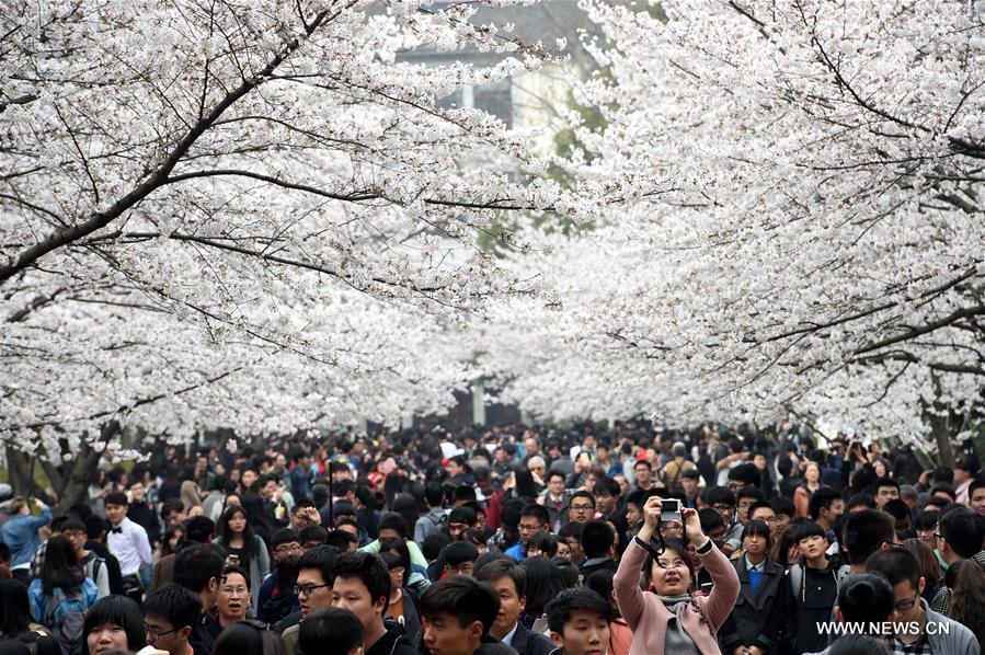 A cherry blossom festival opened here Thursday.