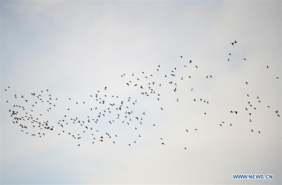 Wild geese fly over the Jingxin Wetland in northeast China's Jilin Province, March 17, 2016.