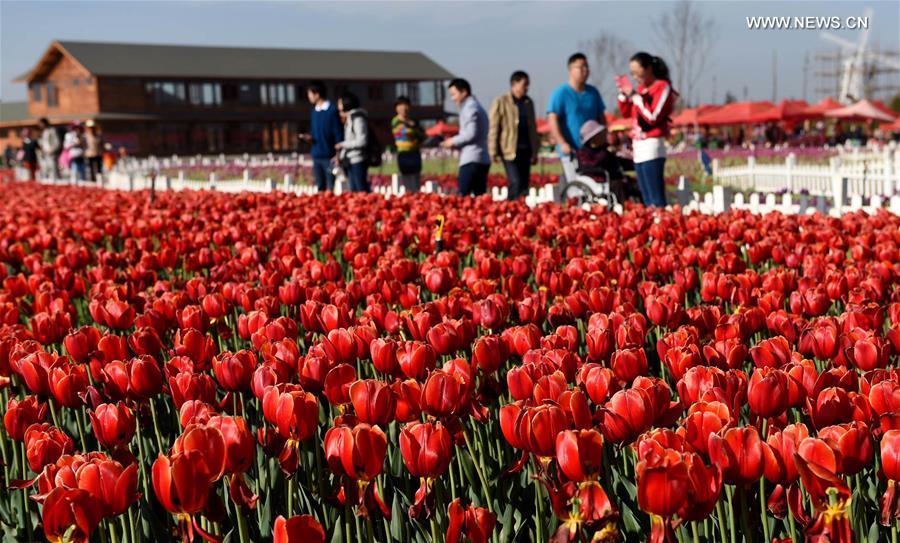 CHINA-YUNNAN-KUNMING-TULIPS(CN)