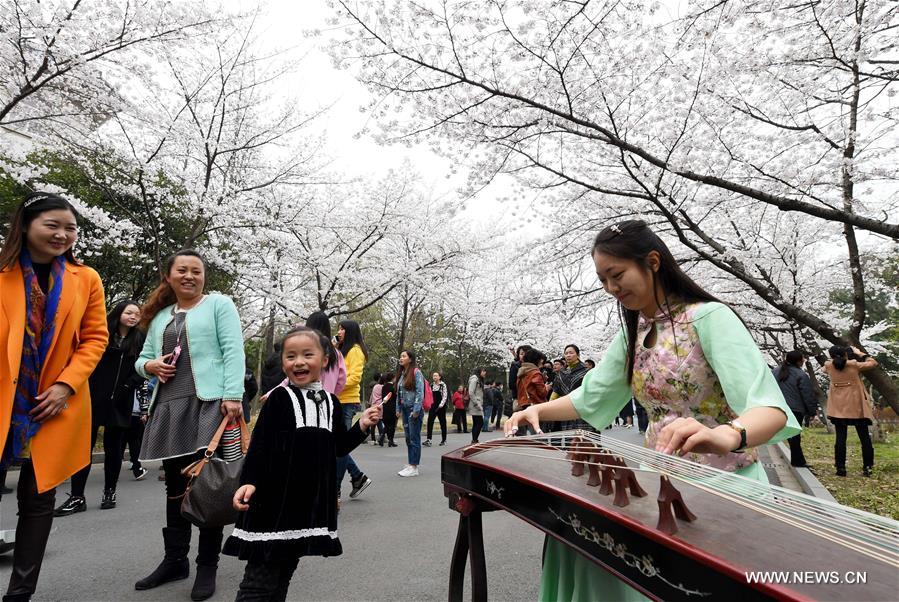 A cherry blossom festival opened here Thursday.