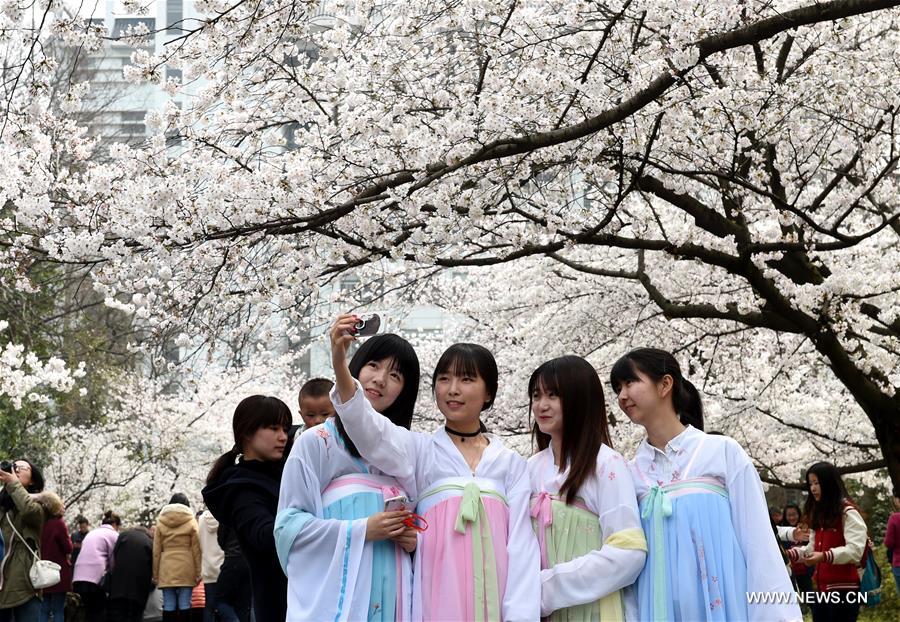 A cherry blossom festival opened here Thursday.