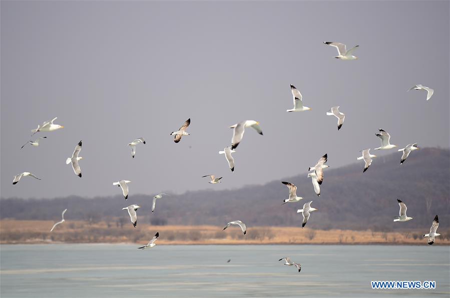 Wild geese fly over the Jingxin Wetland in northeast China's Jilin Province, March 17, 2016.