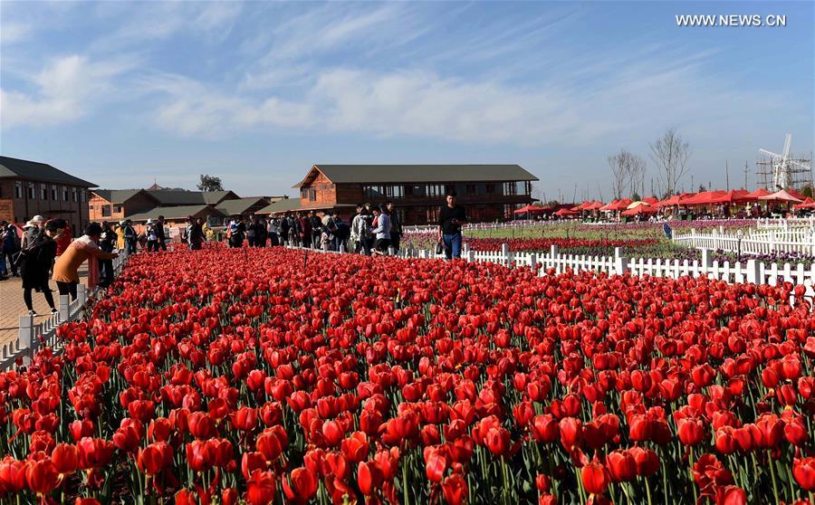 CHINA-YUNNAN-KUNMING-TULIPS(CN)